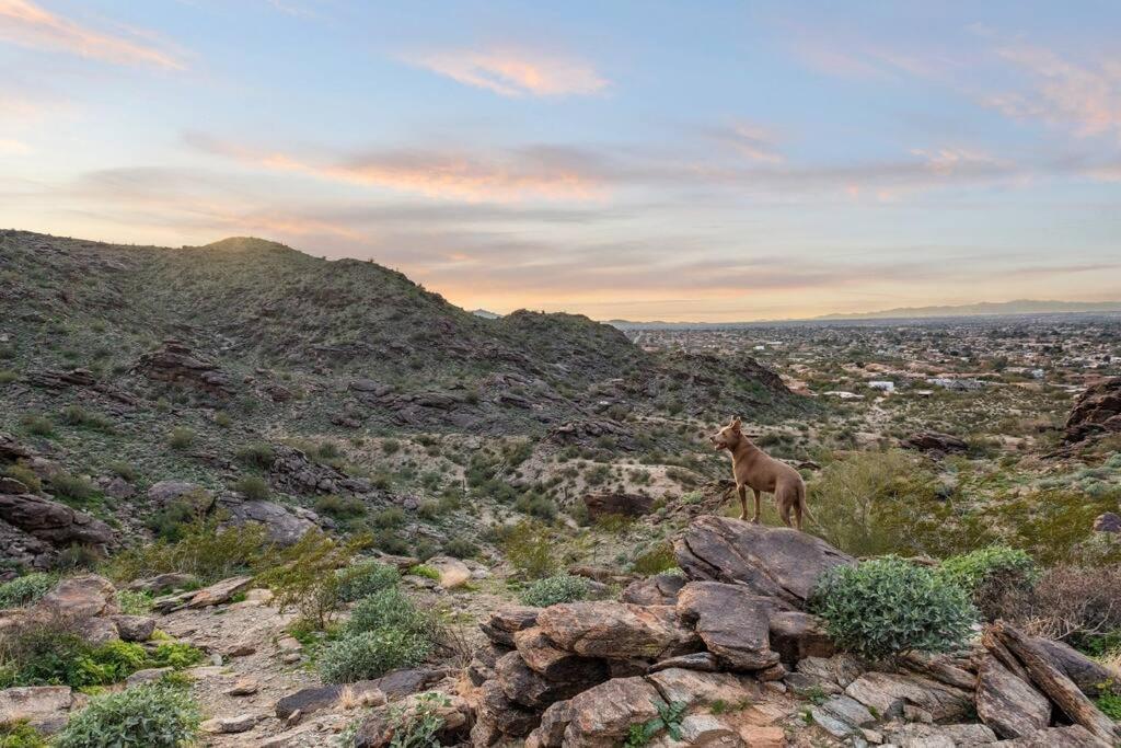 The Hummingbird House, Sauna & Mountain Views! Phoenix Exterior foto